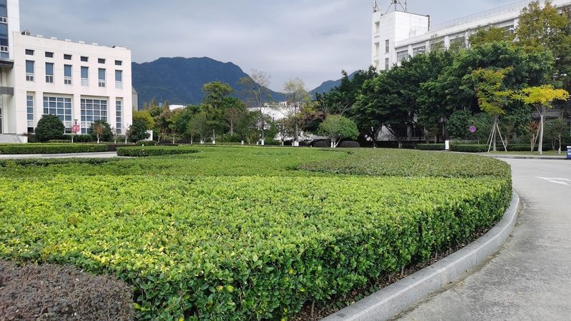 池杉冠幅2米报价解析：关键因素与市场行情