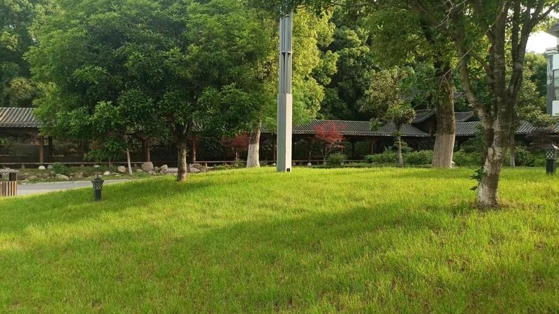 苗木种植技术视频教程：从选苗到养护的完整步骤详解