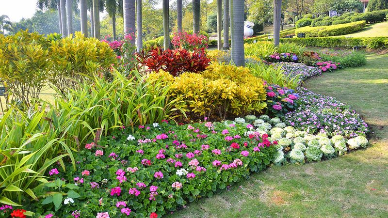 苗木种植技术：反季节移栽风险规避与成功关键